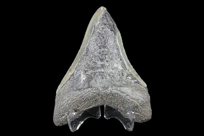 Partial, Fossil Megalodon Tooth #89415